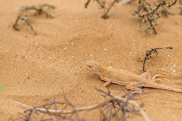 Spotted toad-headed Agama buried in steppe sand