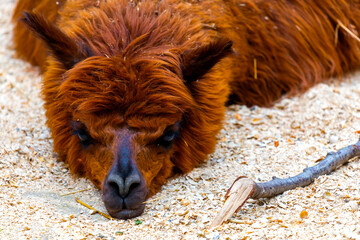 Brown fuzzy fur lama lies on the ground in a sunny day © rostovdriver