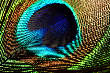 Obraz premium peacock feather closeup. macro