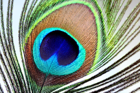 peacock feather closeup. macro