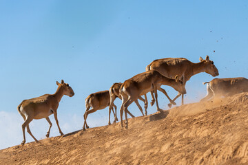 The herd of antelopes runs flees from danger