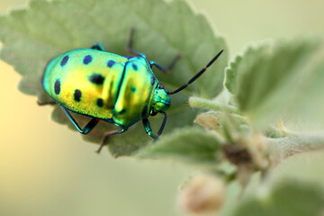 Green beetle on plant leaf taken with macro lens.
