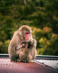 Japanese Macaque Family