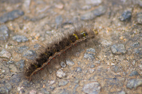 Hairy Caterpillar on tar road | Macro photography