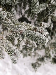 snow covered fir tree,russian winter tree