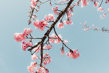Pink Cherry Blossom in Springtime, Sakura Flowers Blossoming With Branches Against Blue Sky Background. Abstract Nature Backgrounds of Beautiful Sakura Flower Blossoming in Spring Season.