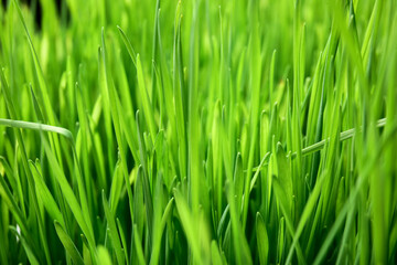 Fototapeta na wymiar Fresh green wheatgrass as background