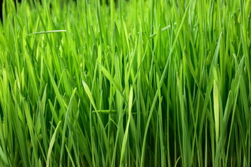 Fresh green wheatgrass as background