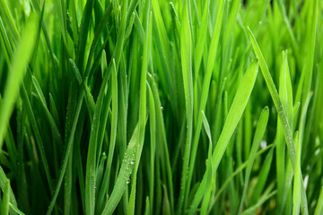 Fresh green wheatgrass as background