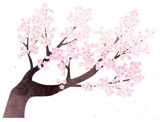 水彩風 満開の桜のイラスト