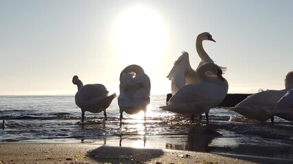 Swans in the sea on sunrise spreading wings in slowmotion