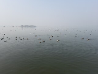 seagulls on the beach