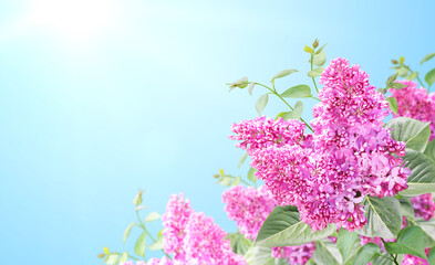 Branch of Lilac on sunny beautiful nature spring background
