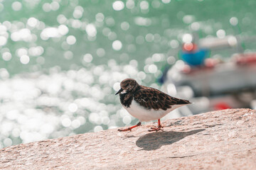 Sandpiper at the port