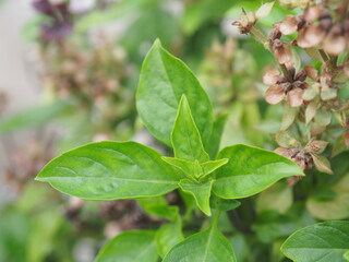 basil flower and leaves on blur background