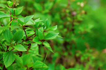 leaves in the garden