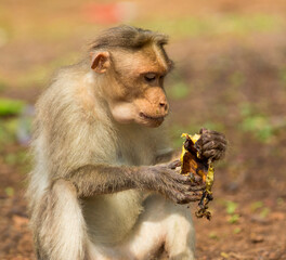 Monkey eating banana in outdoor.
