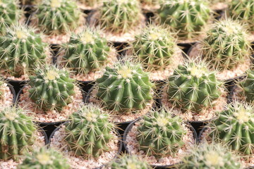 Naklejka na ściany i meble Cultivation of cactus in a greenhouse