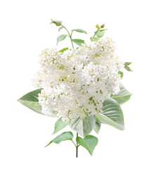 Branch of Lilac with white flowers and leaves