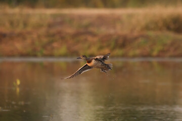 Female garganey (Spatula querquedula) Flying on water in winter. The garganey (Spatula querquedula) is a small dabbling duck.