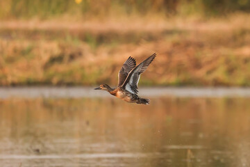 Female garganey (Spatula querquedula) Flying on water in winter. The garganey (Spatula querquedula) is a small dabbling duck.