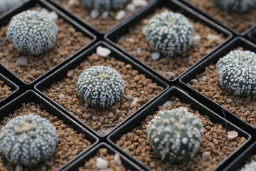 Cultivation of cactus in a greenhouse