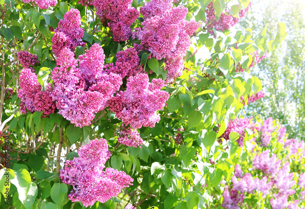 Wall mural Branch of Lilac on sunny beautiful nature spring background