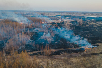 Forest fire ashes