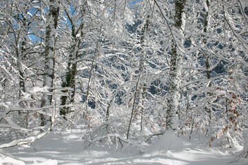 Winter landscape with mountain forest with many snow in Umbria, Italy