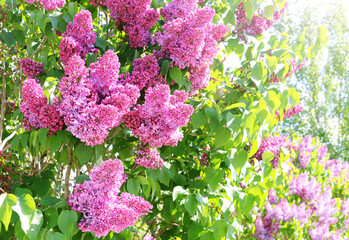 Branch of Lilac on sunny beautiful nature spring background