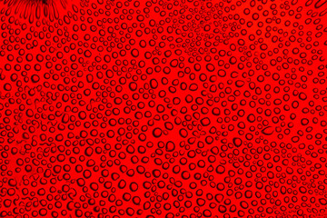 Abstract red colored oxygen bubbles background. Red bubbles texture.