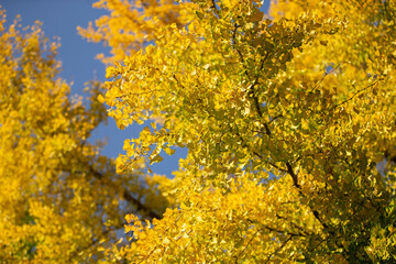 yellow leaves on the tree