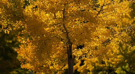 golden autumn leaves