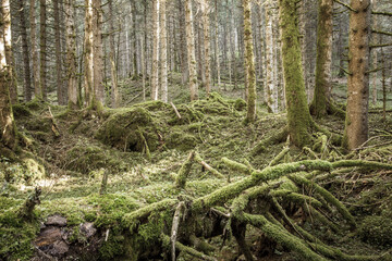 green moss over an old pine tree inside the forest
