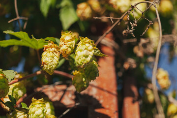 Obraz premium Hop bush with cones, leaves, dried shoots at the gate in the garden. Selective focus.