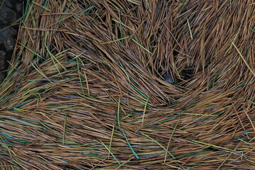 路面に落ちた松の葉