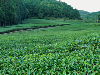 Fototapeta na wymiar 静岡県･茶畑