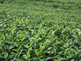 静岡県･茶畑