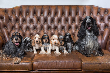 huge family of English Cocker Spaniel with small puppies, posing to camera on Breeding station,...