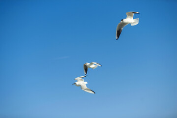 Seagulls in the sky. Seagulls in flight. Clean blue sky.