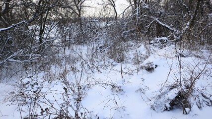 snow covered trees