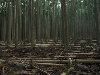 愛知県･杉林