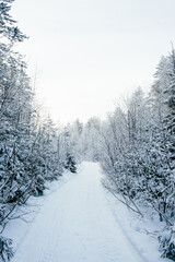 Obraz premium Winter forest landscape.