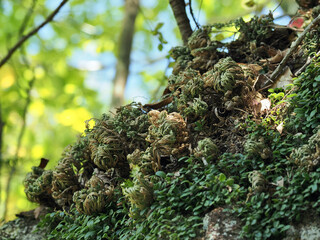 愛知県･イワヒバ
