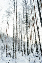 Beautiful atmospheric winter landscape. Snow covered trees in the forest. Winter nature background. Vertical photo.