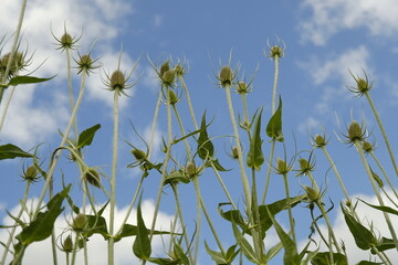 Teasel flowers, flowering against bleu sky, ground perspective