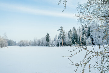 Winter forest landscape.