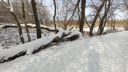 Fallen tree in winter park