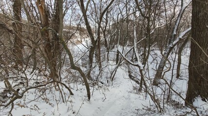 Trees in the winter forest