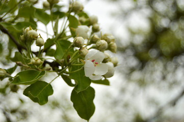 Twig with blossoms in spring